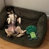 Traumhund DALE SUCHT SEINE Herzensmenschen