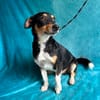 Traumhund DALE SUCHT SEINE Herzensmenschen