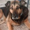 Traumhund Pluto sucht seine Familie