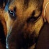 Traumhund Pluto sucht seine Familie