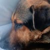 Traumhund Pluto sucht seine Familie