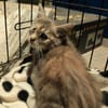 KITTY