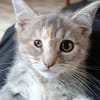 KITTY