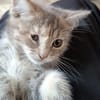 KITTY