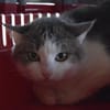 CIBOULETTE