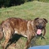 🐾 TEX, un grand cœur plein d’énergie et de tendresse ! 🐾