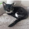 Biquette