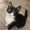 Biquette