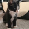 Benito