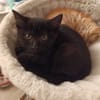Bricole