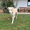 RICCI * Herzenshund für Herzensmensch