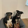Merve  hochsensibel und besonders