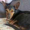 Heidi sucht Menschen mit Terrier Erfahrung