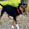 Heidi sucht Menschen mit Terrier Erfahrung