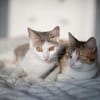 Wendy & Jenny Traumpärchen sucht Traumzuhause