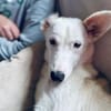 Skye - clevere Junghündin mit Herz