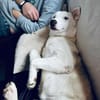 Skye - clevere Junghündin mit Herz