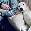 Skye - clevere Junghündin mit Herz