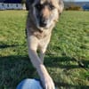 FITZY * liebenswerteSie Hilfe&Sicherheit