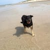 Delta - Frauenhund sucht Plätzchen