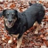 Delta - Frauenhund sucht Plätzchen