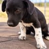 Kiro - kleiner Mann sucht sein Zuhause