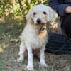 Hope -Kämpferherz Hope sucht sein Happy-End!