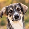 Mavi - fröhliches Hundemädchen sucht ihr Zuhause
