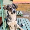 Mavi - fröhliches Hundemädchen sucht ihr Zuhause