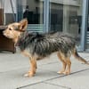 Mia, stubenrein, leinenführig, freundlich