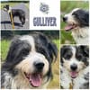GULLIVER - aktiv & neugierig-