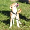 Tini - Herzensfamilie gesucht