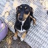 Ivy sucht ihre Zuhause, ihre Familie❤