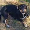 Ivy sucht ihre Zuhause, ihre Familie❤
