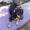 Ivy sucht ihre Zuhause, ihre Familie❤