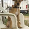 Freja, kleiner Sonnenschein sucht Familie