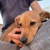 Freja, kleiner Sonnenschein sucht Familie