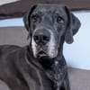 NOTFALL: Wunderschöne Doggen-Mischlingshündin Polly