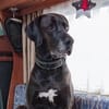 NOTFALL: Wunderschöne Doggen-Mischlingshündin Polly