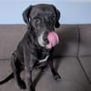 NOTFALL: Wunderschöne Doggen-Mischlingshündin Polly