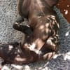 NOTFALL: Wunderschöne Doggen-Mischlingshündin Polly