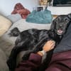 Mike sucht sein Körbchen für immer🐾