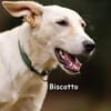 Biscotto wartet in der Tierherberge Donzdorf