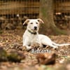 Biscotto wartet in der Tierherberge Donzdorf