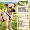 Nacho, ein süßer Rüde sucht eine Familie