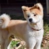 HACHI