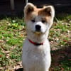 HACHI