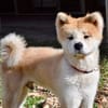 HACHI