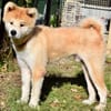 HACHI
