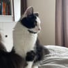 Berlioz